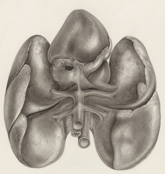 H.G Wetselaar, Heart and adjacent organs