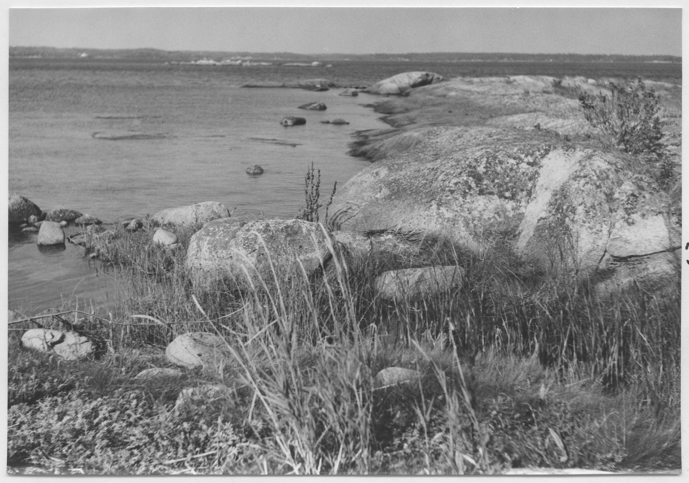 Mårten Sjöbeck, Gökalv