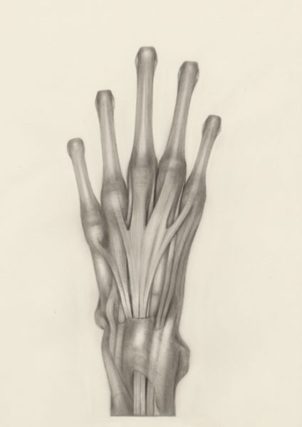 H.G Wetselaar, Muscular tissue of a mammal's upper extremities