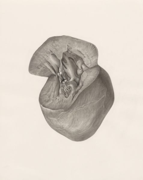 H.G Wetselaar, Heart