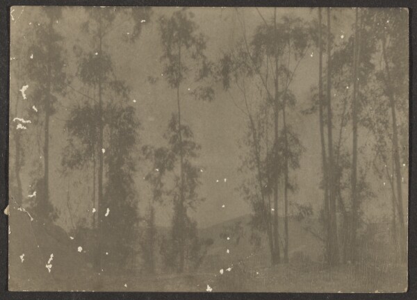 Louis Fleckenstein, [Landscape with Tall Trees]
