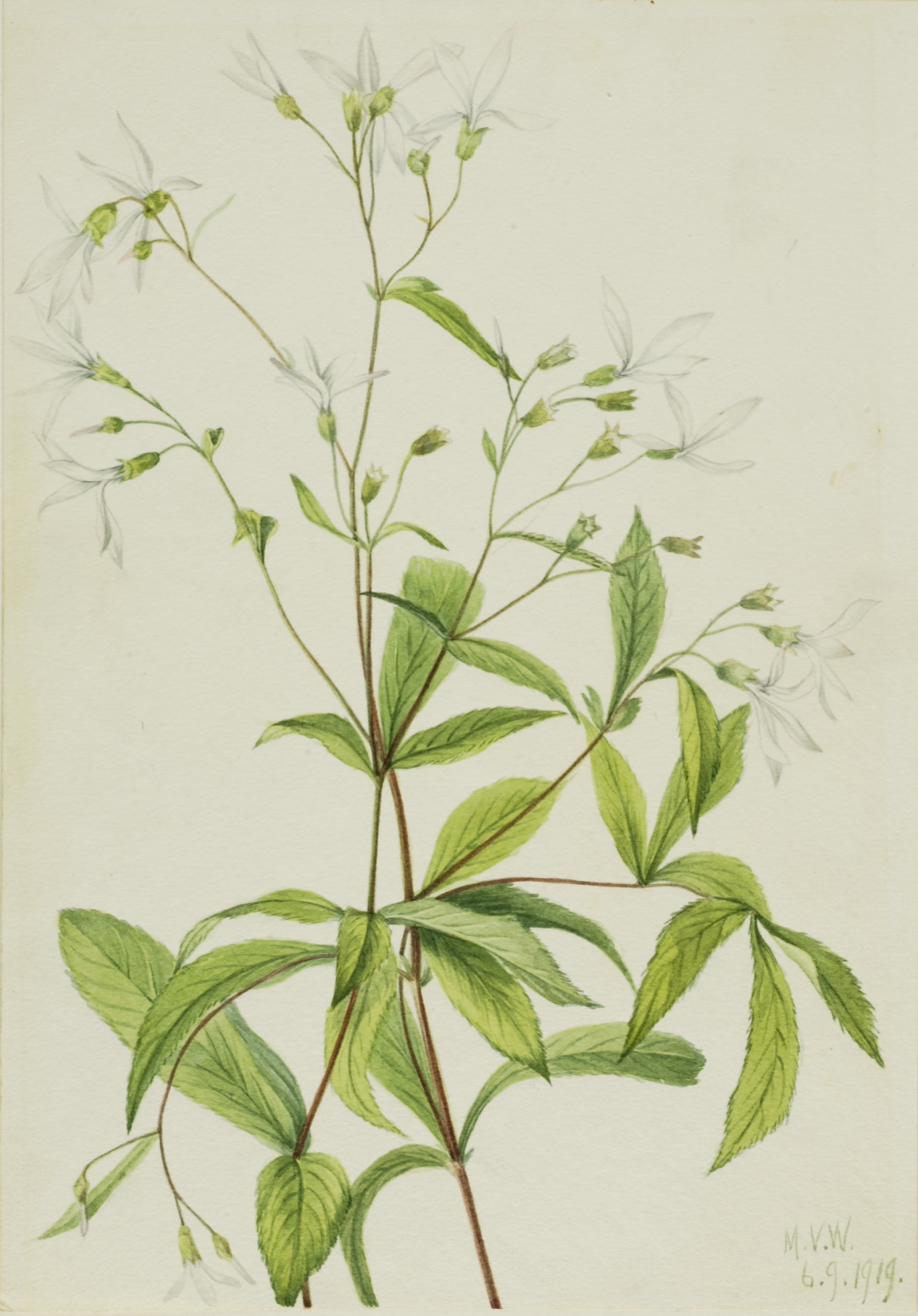 Mary Vaux Walcott, Bowmansroot (Porteranthus trifoliatus)