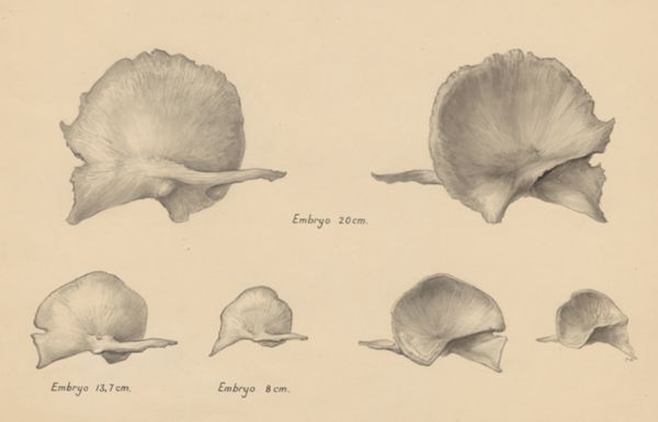 J Wetselaar-Whittaker, Musculoskeletal system of the throat/neck of an embryo