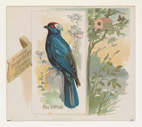 Allen & Ginter, Blue Bullfinch, from the Song Birds of the World series (N42) for Allen & Ginter Cigarettes
