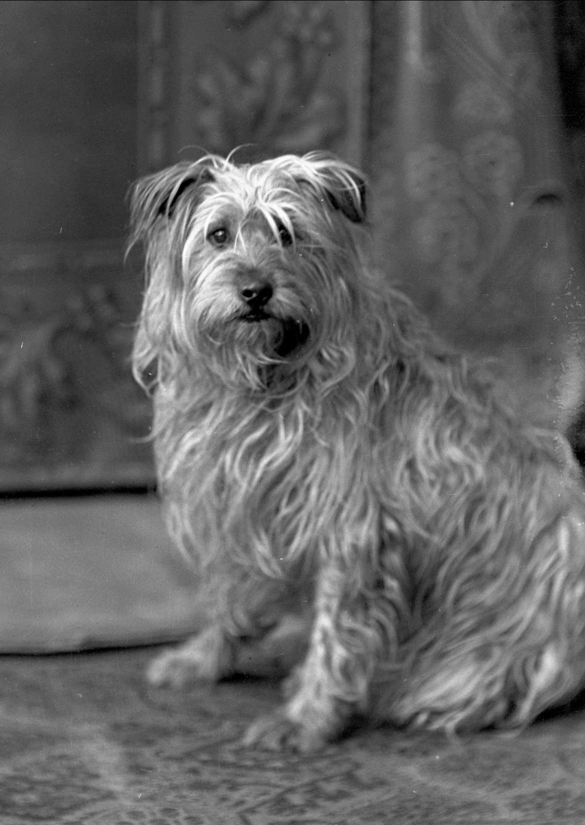 Gustav Borgen, Portrett, hund på teppet. Tschudys hund.