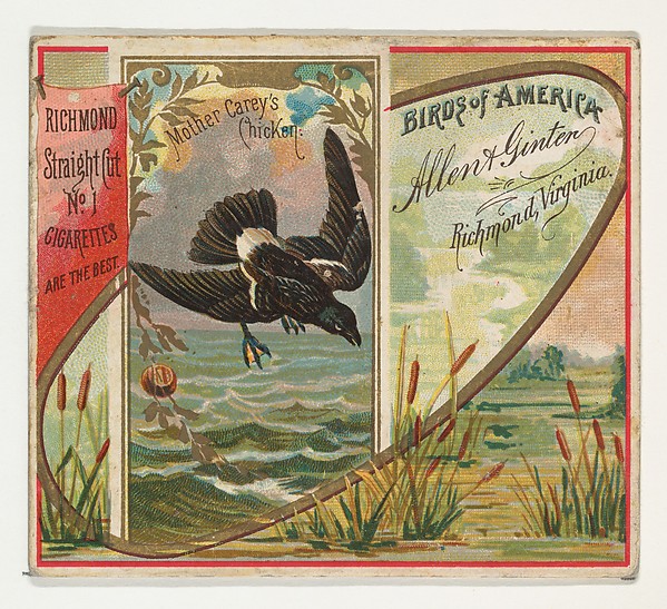Allen & Ginter, Mother Carey's Chicken, from the Birds of America series (N37) for Allen & Ginter Cigarettes