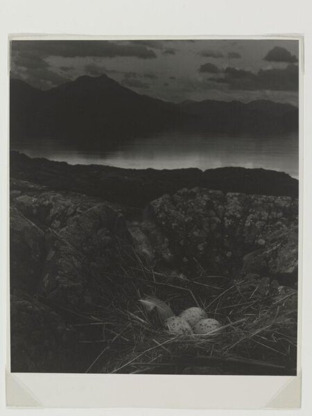 Bill Brandt, Gull's Nest, Late on a Midsummer's Night, Isle of Skye