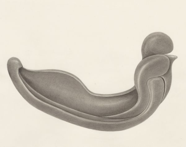 H.G Wetselaar, Embryonic tissue