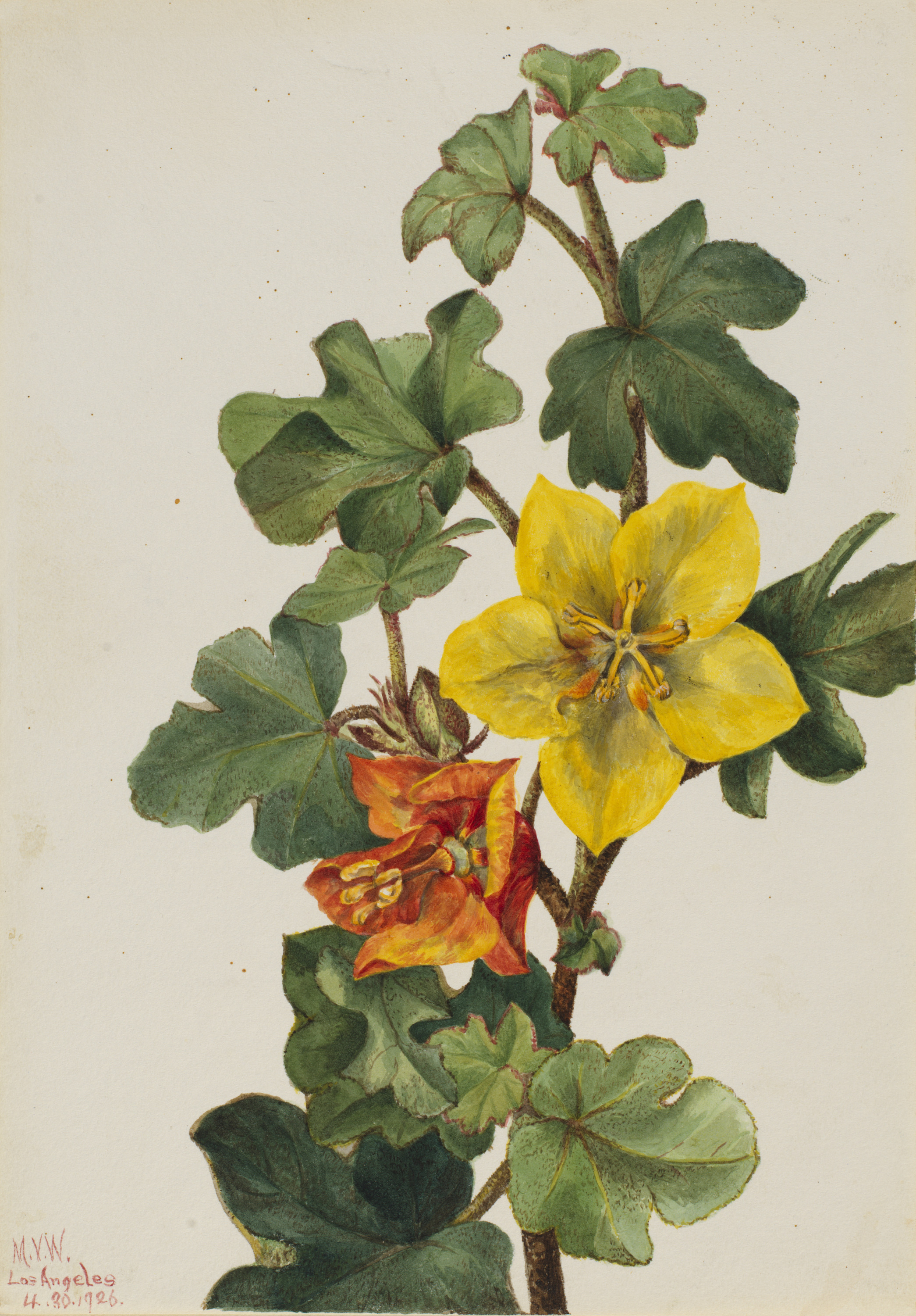 Mary Vaux Walcott, Mexican Fremontia (Fremontodendron mexicanum)