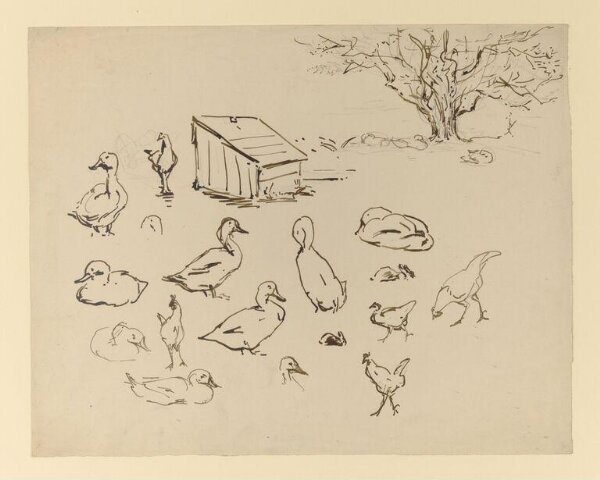 Potter, Beatrix, drawing