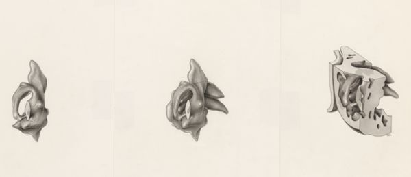 J Tinkelenberg, Three images of tissue of a human embryo