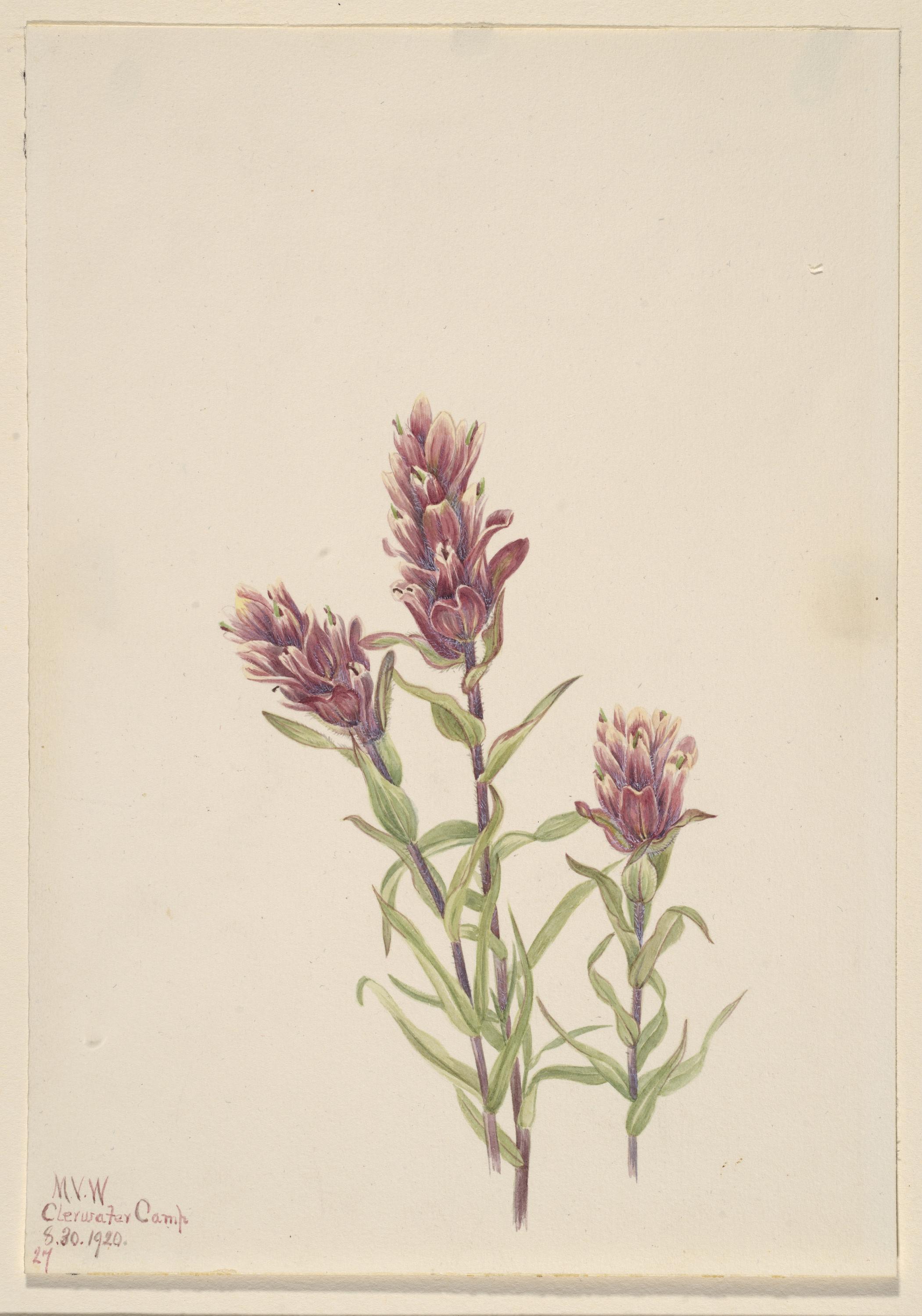 Mary Vaux Walcott, Rose Paintbrush (Castilleja pallida)