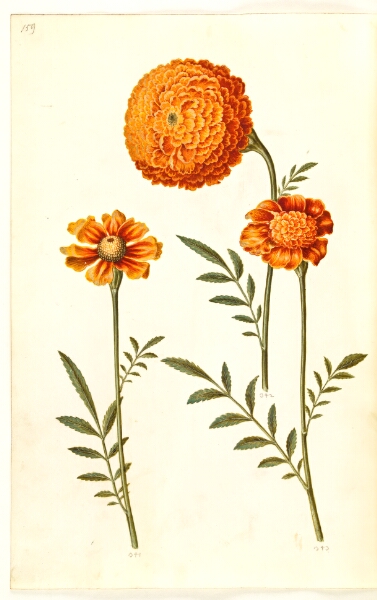 Hans Simon Holtzbecker, Tagetes patula (udspærret fløjlsblomst)