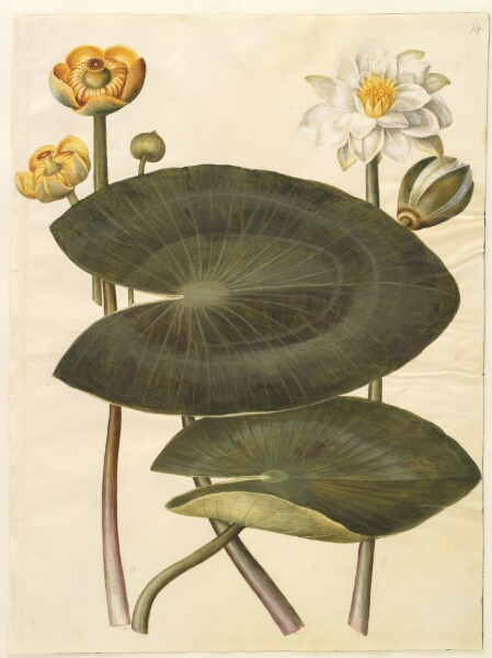 Hans Simon Holtzbecker, Nuphar lutea (gul åkande); Nymphaea alba (hvid nøkkerose)