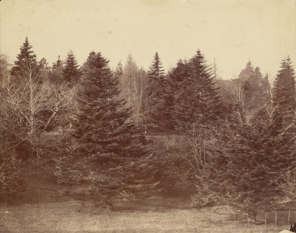 Roger Fenton, [Forest Landscape]
