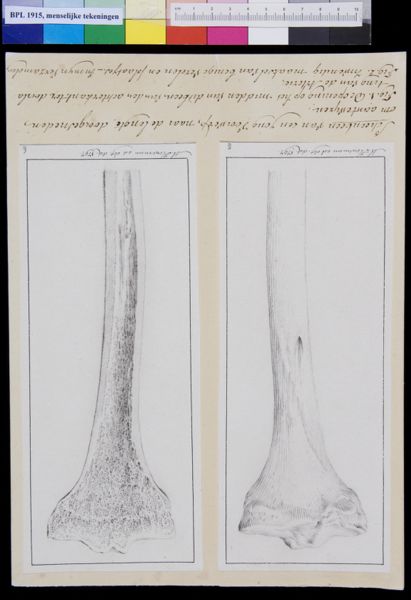 M Houtman, Tibia