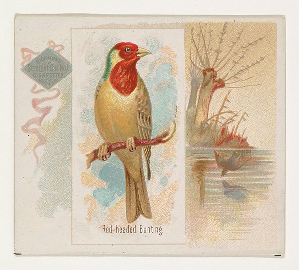 Allen & Ginter, Red-headed Bunting, from the Song Birds of the World series (N42) for Allen & Ginter Cigarettes
