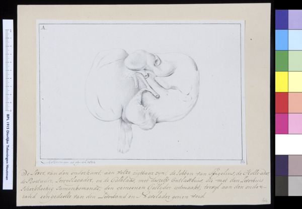 M Houtman, Animals: orangutan, organs, liver