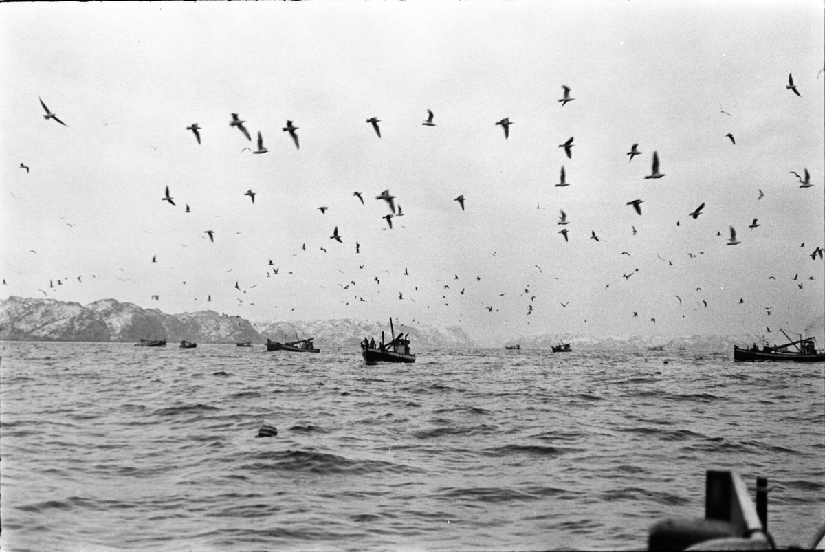 Anders Beer Wilse, Prot: Sildefisk ved Rekefjord