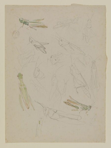 Potter, Beatrix, Drawing