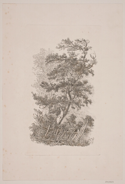 J.P. Møller, Et egetræ