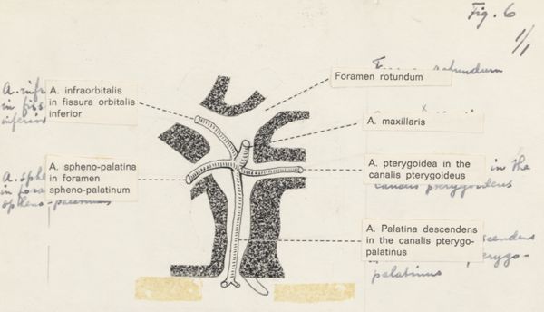 J. Tinkelenberg, Central nervous system of the head