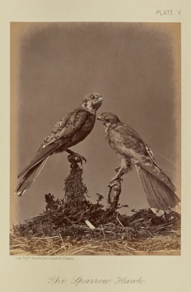 William Notman, The Sparrow Hawk