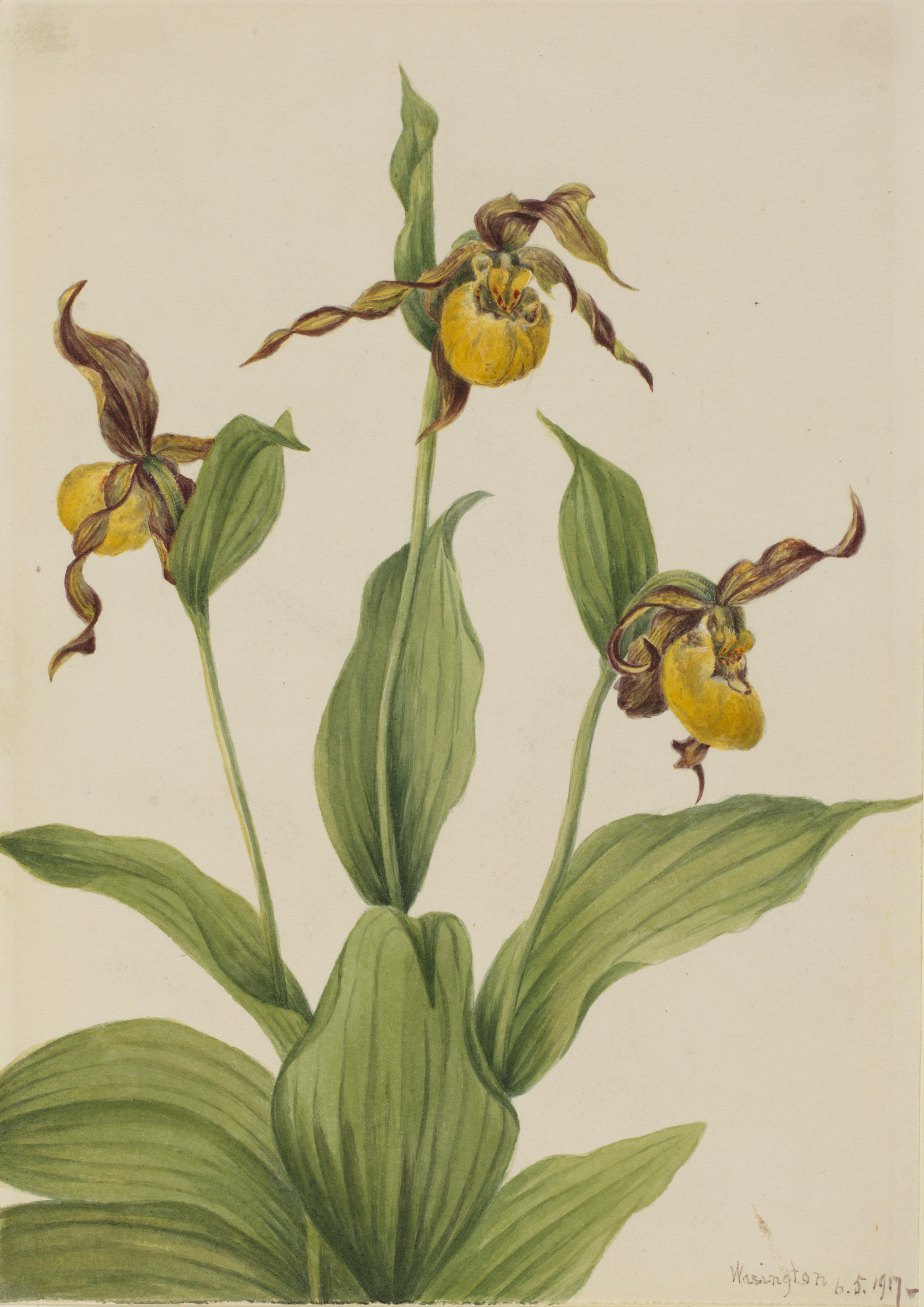 Mary Vaux Walcott, Small Yellow Ladyslipper (Cypripedium parviflorum)