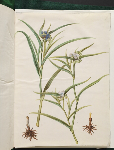 Hans Simon Holtzbecker, Tradescantia virginiana eller Tradescantia ohiensis (blomsterjøde eller ohio-blomsterjøde)