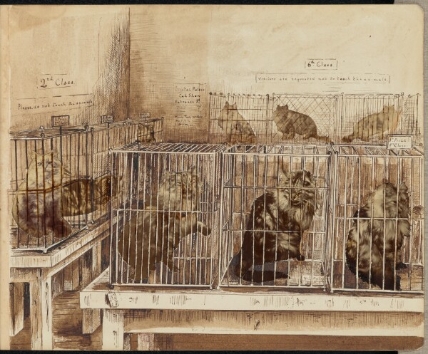 Unknown, [Cat show]