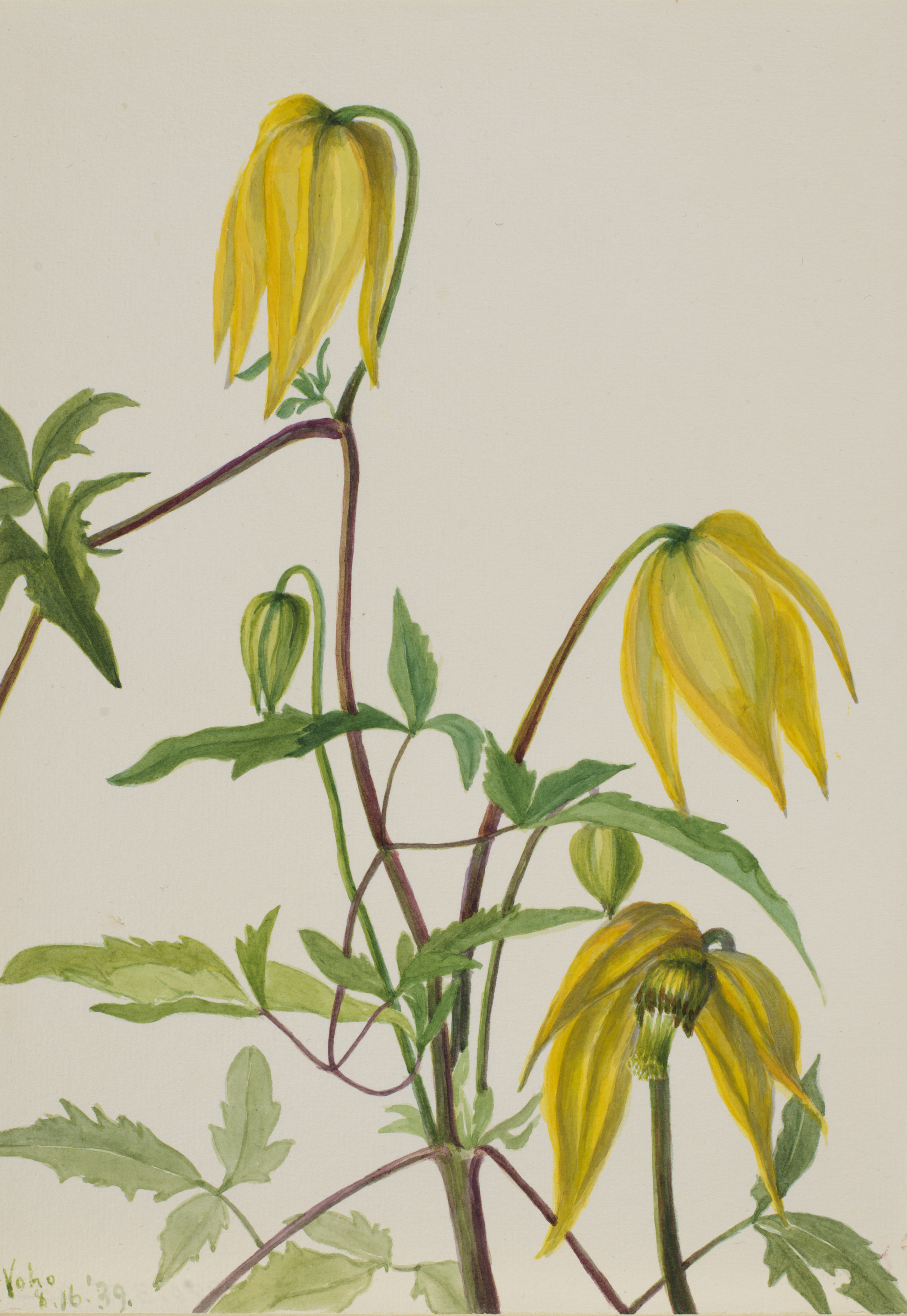 Mary Vaux Walcott, Untitled--Plant Study