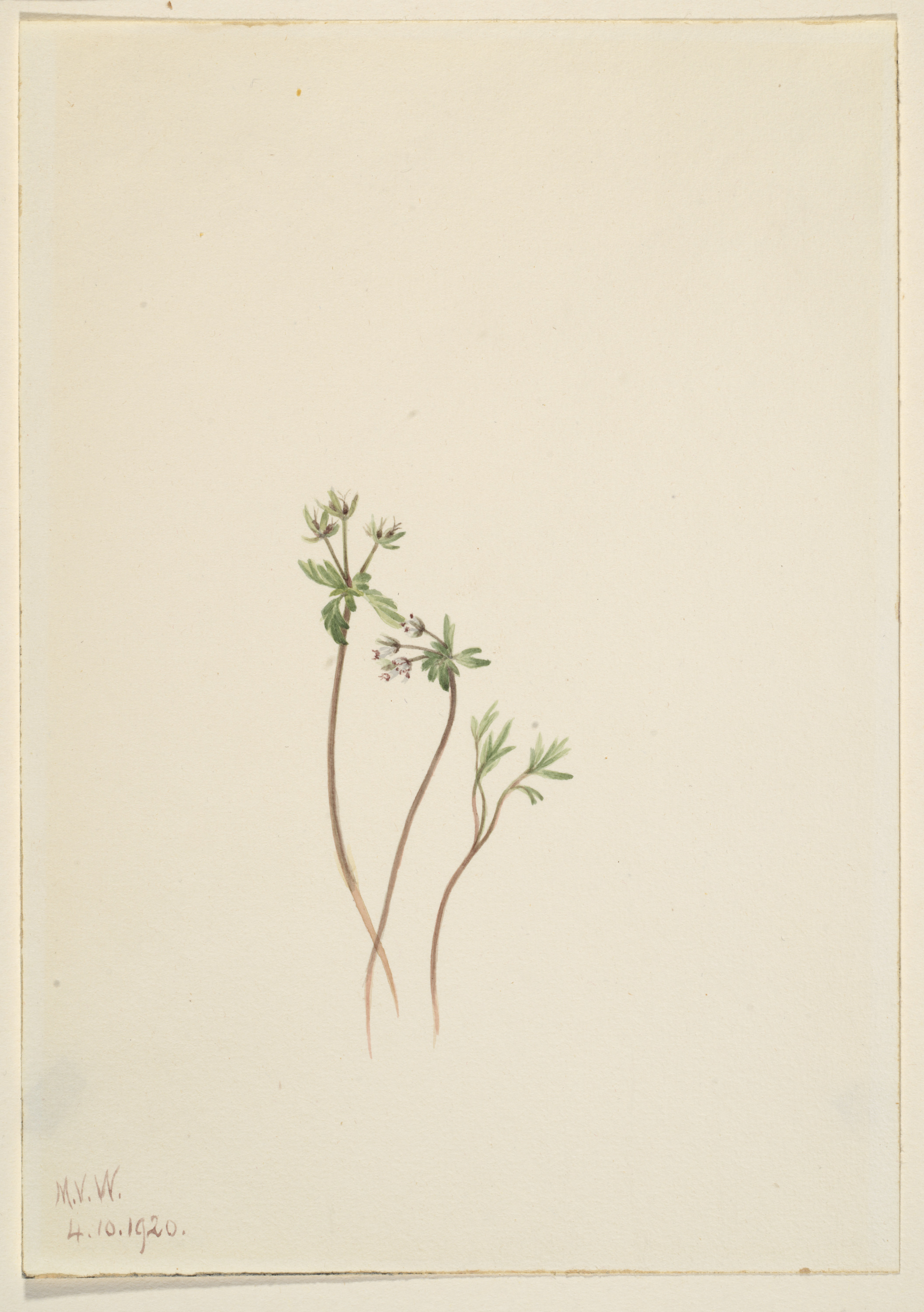 Mary Vaux Walcott, Harbinger of Spring (Erigenia bulbosa)