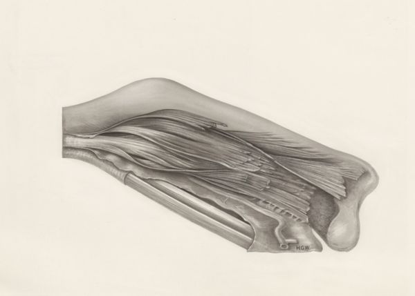 H.G Wetselaar, Muscular tissue of a mammal's finger