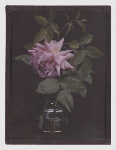 Unknown, Pink rose