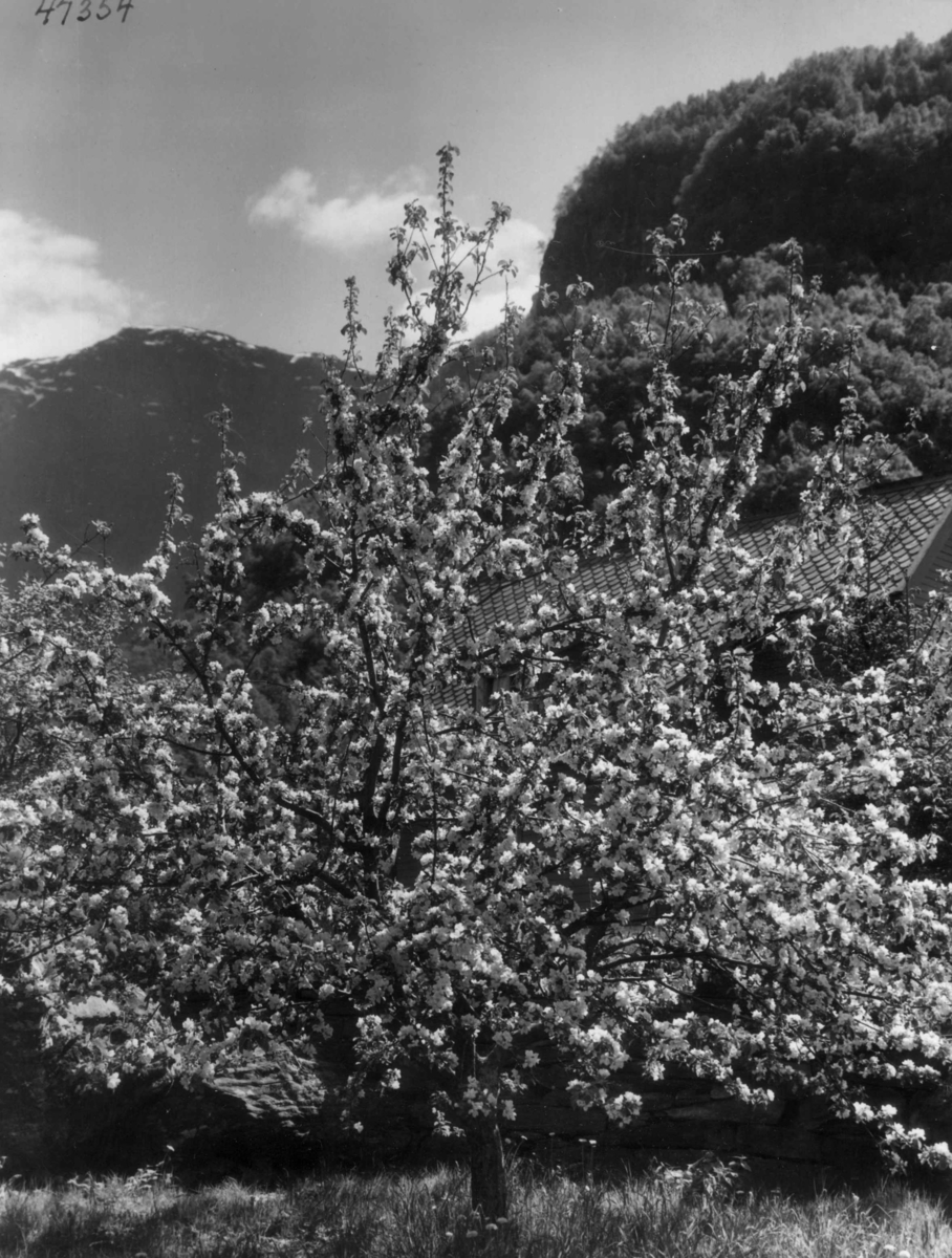 Anders Beer Wilse, Wilse original, Fruktblomstring