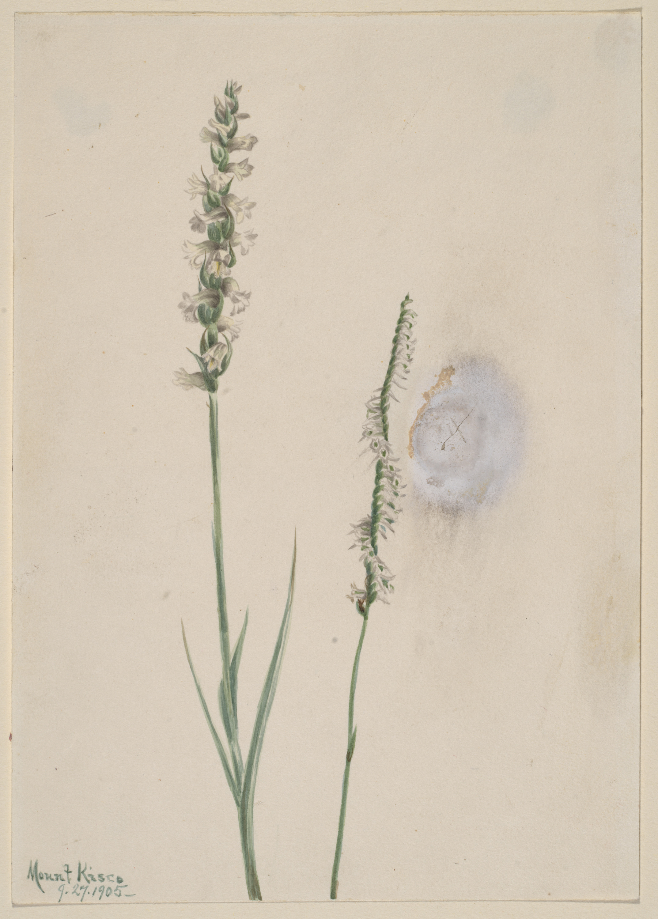 Mary Vaux Walcott, Nodding Ladies-Tresses (Ibidium cernum)