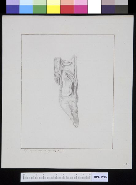 M Houtman, Unidentified subject: bovine feet