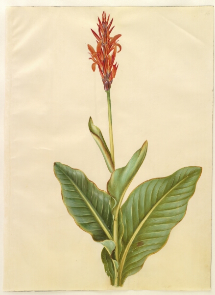 Hans Simon Holtzbecker, Canna indica (spiselig kanna)