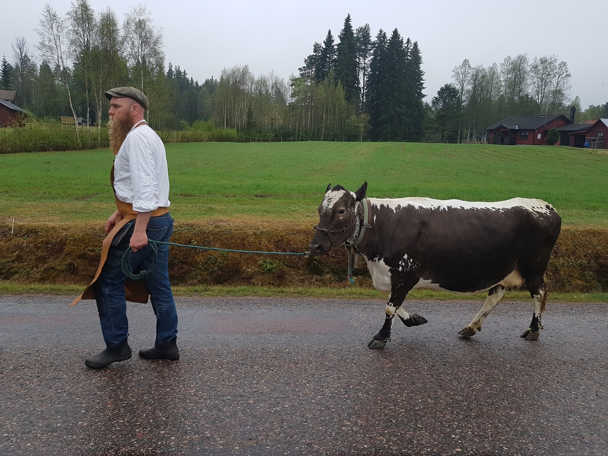 Jennie Tiderman-Österberg, Täpp Lars Arnesson leder kossan Pärla under buffring till Arvselens fäbod, Malung, 2018.
