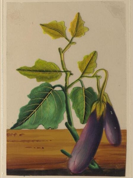Unknown, One of twelve drawings of fruits and vegetables.