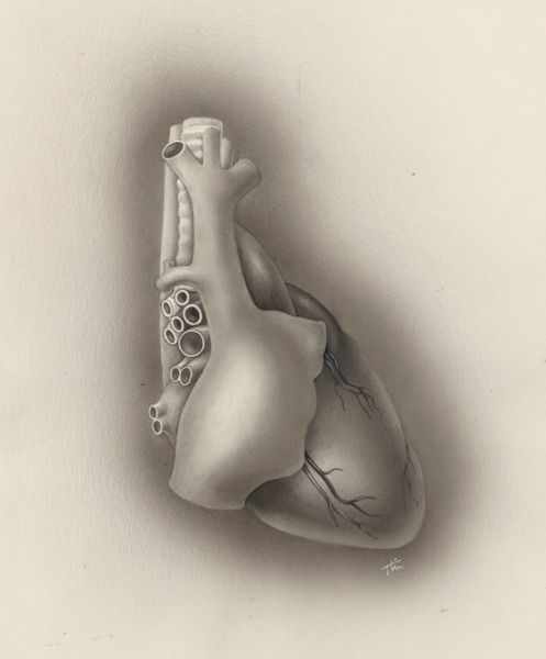 J Tinkelenberg, Part of the heart and circulatory system