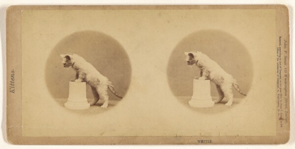 John P. Soule, Whitie.