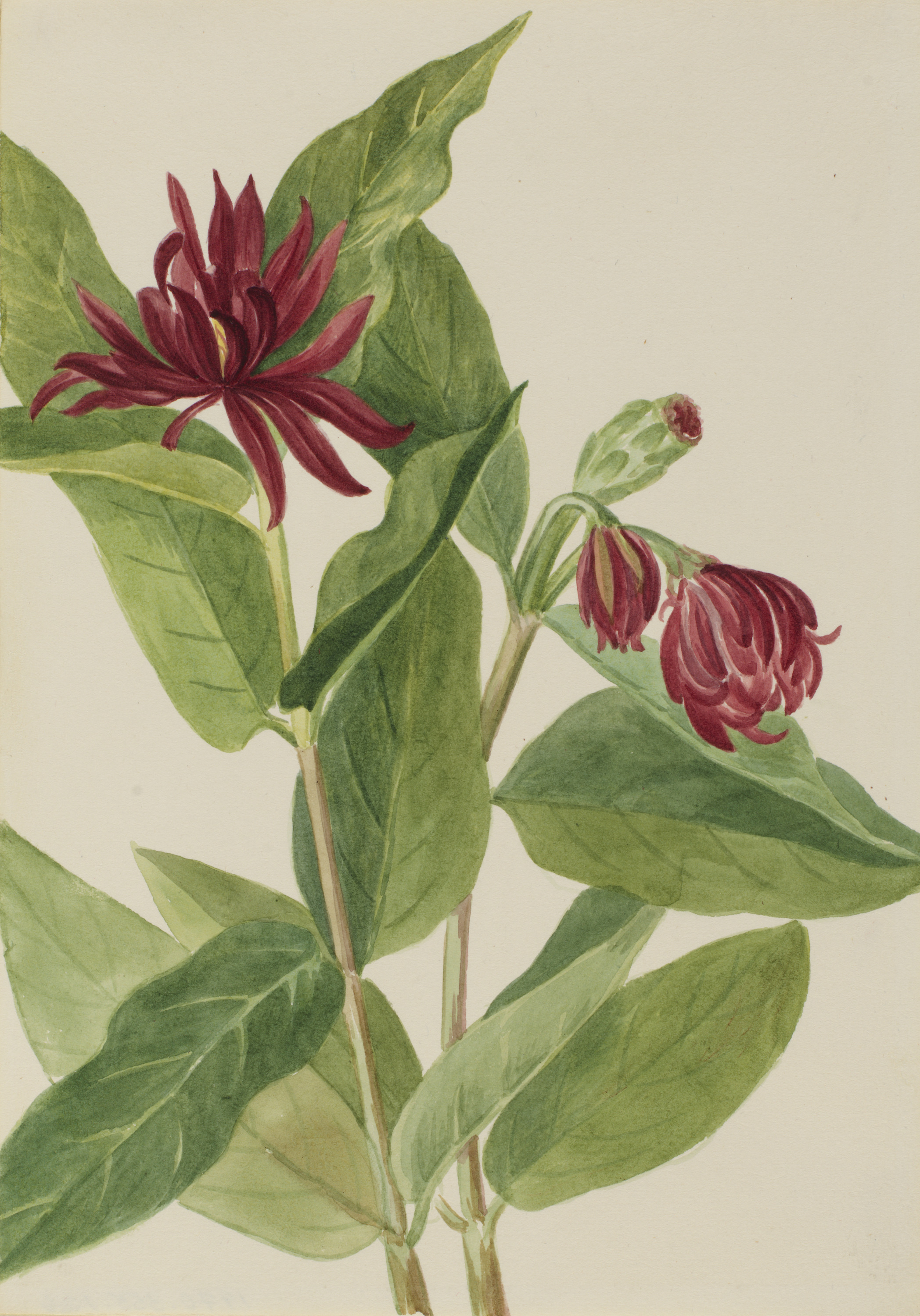 Mary Vaux Walcott, Spicebush (Calycanthus occidentalis)