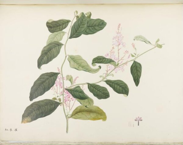 unknown, Flowers and Fruits