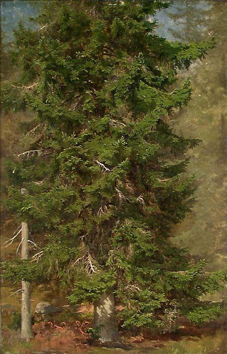 Joachim Frich, Study of a Spruce