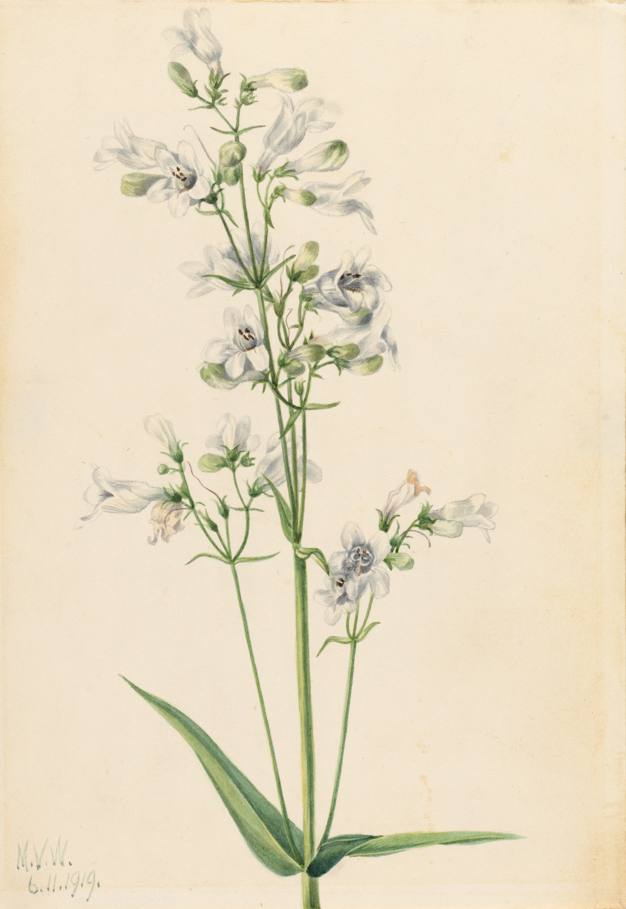 Mary Vaux Walcott, Foxglove Pentstemon (Pentstemon digitalis)