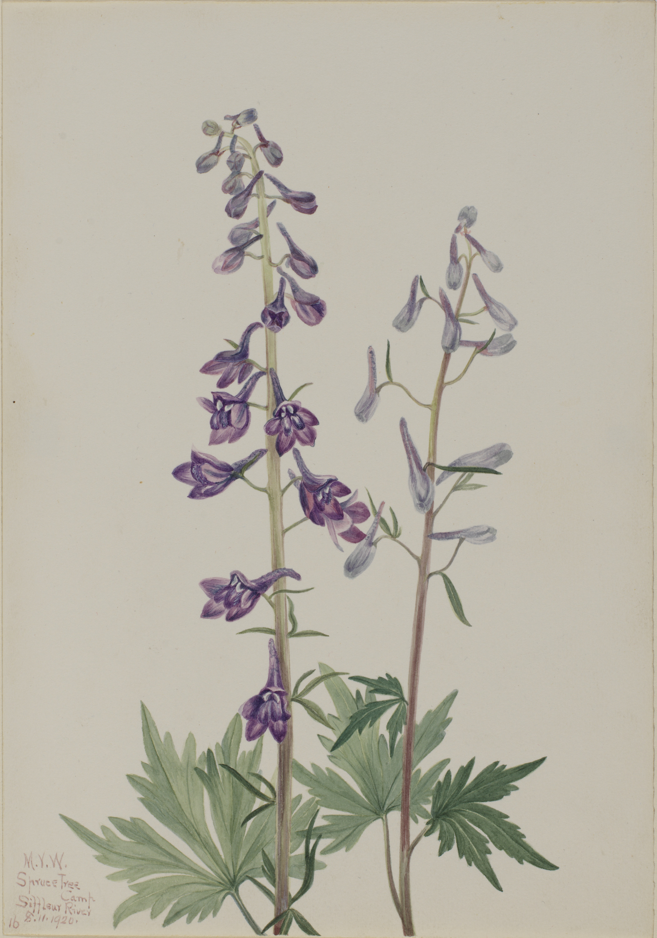 Mary Vaux Walcott, Tall Larkspur (Delphinium elongatum)