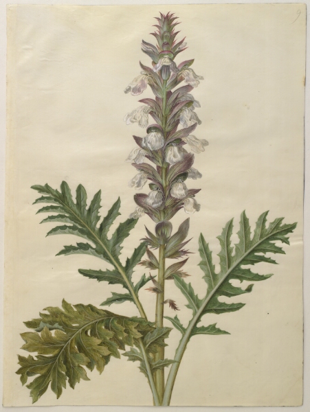 Hans Simon Holtzbecker, Acanthus hungaricus (ungarsk akantus)