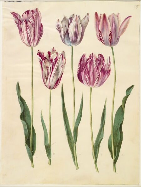 Hans Simon Holtzbecker, Tulipa gesneriana (have-tulipan)
