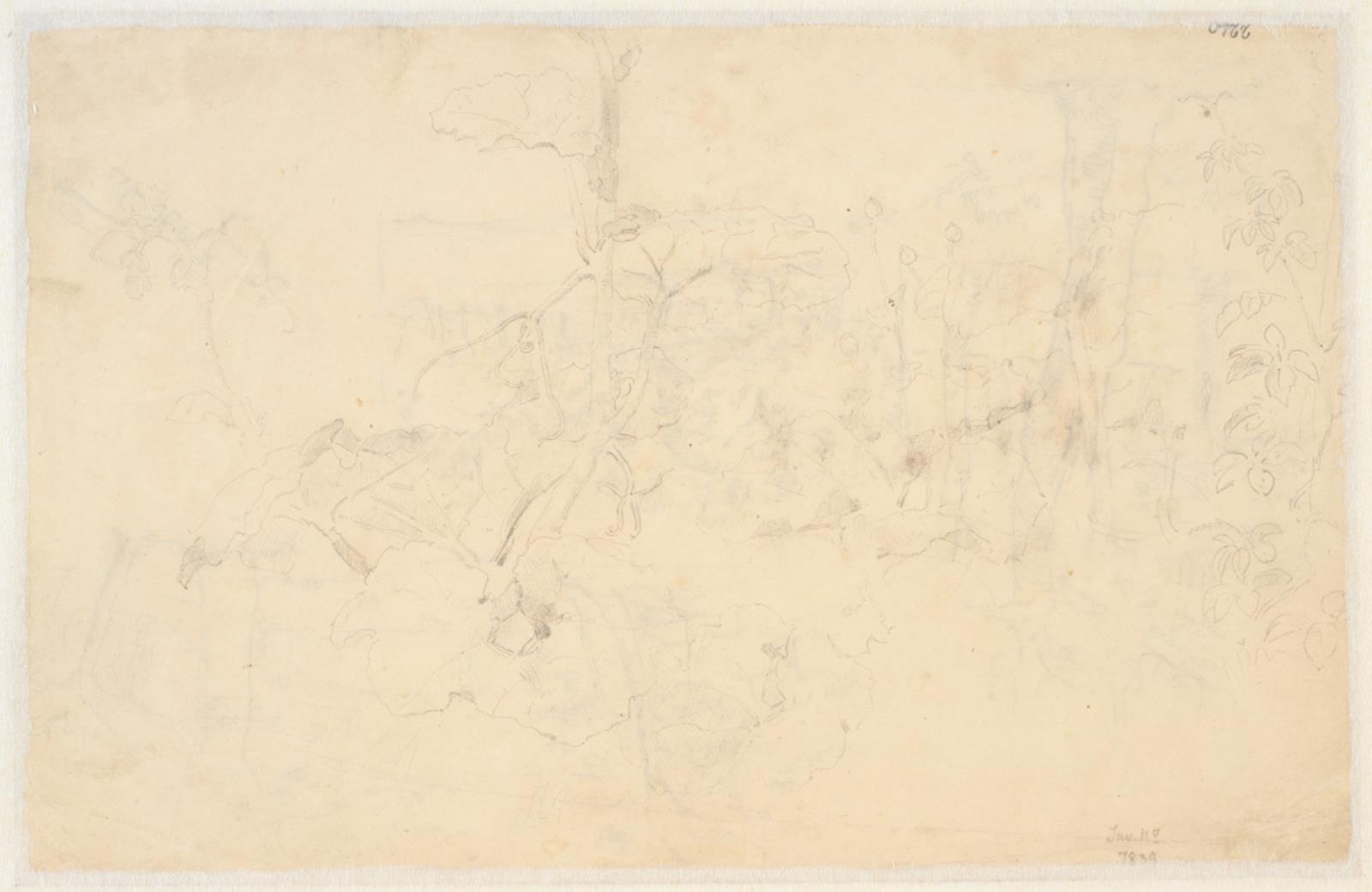 Dankvart Dreyer, Plantestudier